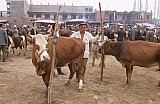 1998 - Viehmarkt in Kashgar - China: Land und Leute