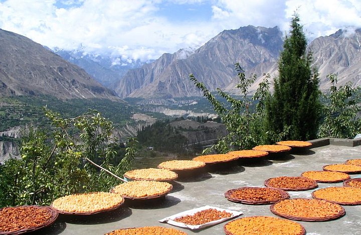 1998 - Aprikosten trocknen in Karimabad - Nord-Pakistan: Land und Leute