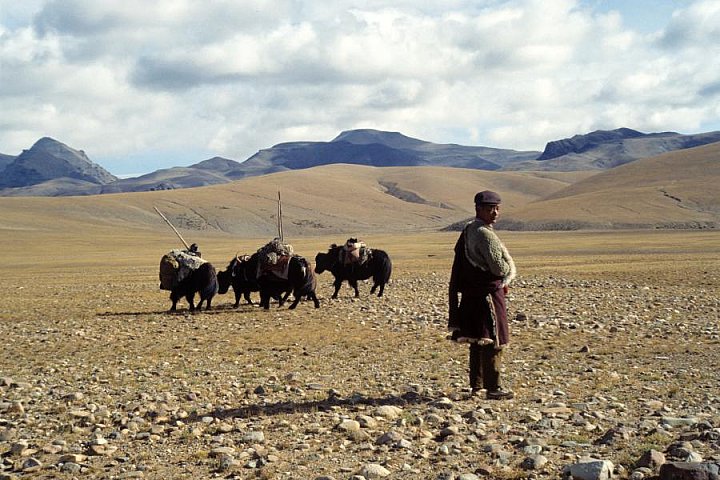 1992 - Nomade mit Yaks - West-Tibet: Landschaft