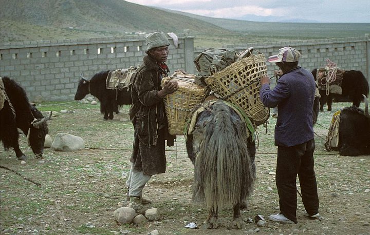 1998 - Beladen der Yaks - Tibet Blog