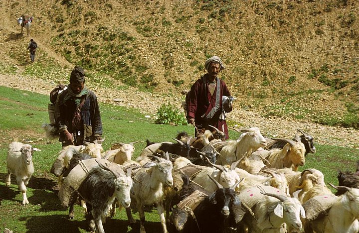 1998 - Ziegenhirten im Karnali-Tal - West-Nepal: Land und Leute