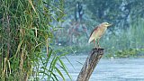Vogelwelt am Dal See in Kashmir - Fauna in Indien