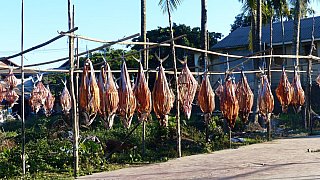 Hier wird Fisch getrocknet - West-Myanmar: Land und Leute