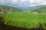 1998 - Reisfelder im Tiefland von Pakistan - Nord-Pakistan: Landschaft