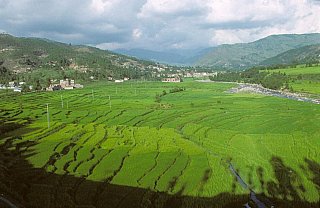 1998 - Reisfelder im Tiefland von Pakistan - Nord-Pakistan: Landschaft