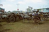1998 - Pferdekutschen in Rawalpindi - Nord-Pakistan: Land und Leute