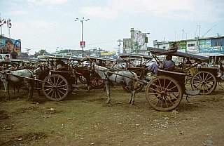 1998 - Pferdekutschen in Rawalpindi - Nord-Pakistan: Land und Leute