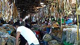 Fischmarkt in Sittwe - West-Myanmar: Land und Leute