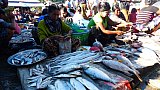 Fischmarkt in Sittwe - West-Myanmar: Land und Leute