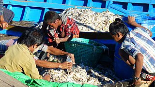 Vollbeladene Boote im Fischereihafen von Sittwe - West-Myanmar: Land und Leute