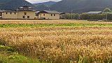 Feld im Dorf nahe des Bita Sees - S&uuml;d-Ost-Tibet: Landschaft