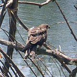 Adler am Dal See in Kashmir - Fauna in Indien