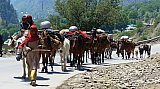 Umzug der Nomaden in Kashmir auf die Sommerwiesen - Jammu & Kashmir: Land und Leute