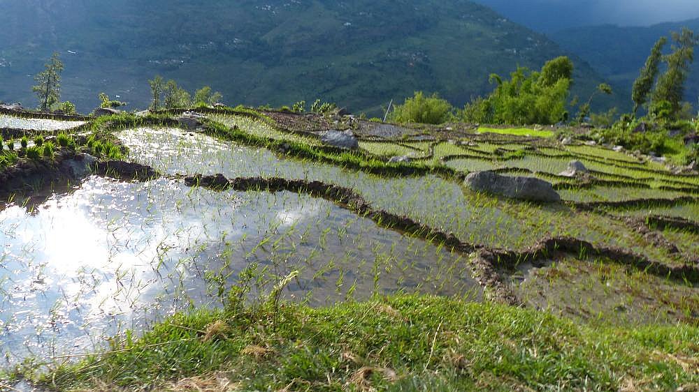 2015 - Reis-Terassenfelder in Dholakha - Ost-Nepal: Landschaft