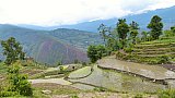 2015 - Reisterassen bei Maina Pokhari - Ost-Nepal: Landschaft