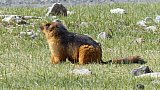 Murmeltier in Zanskar - Fauna in Indien