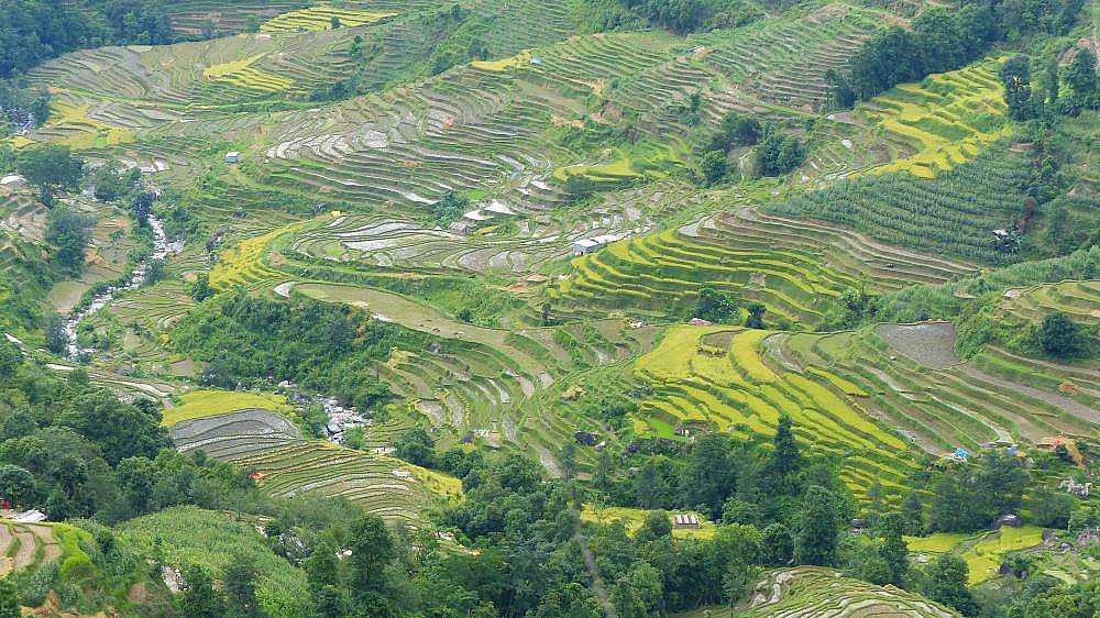 2015 - Langtang-Gebiet mit Terassenfeldern - Helambu-Langtang: Landschaft