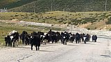 Nomaden mit ihren Yaks und Dzos - S&uuml;d-Ost-Tibet: Land und Leute