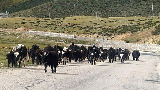 Nomaden mit ihren Yaks und Dzos - S&uuml;d-Ost-Tibet: Land und Leute