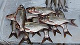 Verkaufsfertig angerichtete Fische auf dem Fischmarkt in Bandar Anzali - Nord-Iran: Land und Leute