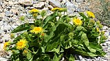 Blumen im Zanskar-Tal - Flora in Indien