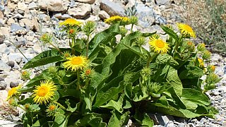 Blumen im Zanskar-Tal - Flora in Indien