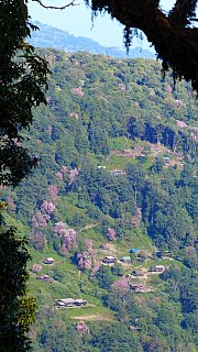 Bl&uuml;hende Kirschb&auml;ume und Chin-Dorf am Berghang - West-Myanmar: Landschaft