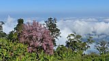 Kirschbaumbl&uuml;te am Mt. Victoria - West-Myanmar: Landschaft