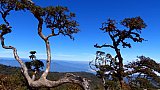 Rhododendren auf dem Gipfel des Mt. Victoria - West-Myanmar: Landschaft