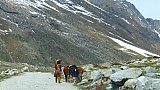 Nomadin unterwegs mit  einigen K&uuml;hen - Zanskar: Land und Leute