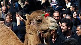 Kamel als Darsteller des Kampfgeschehens der Schlacht von Kerbala - Nord-Iran: Land und Leute
