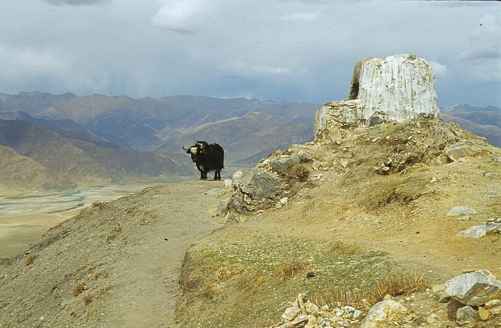 2006 - Yak auf dem Pilgerweg um das Ganden Kloster - Zentral-Tibet: Landschaft