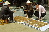 2006 - Tibetischer Raupenpilz in Gyatsa - Zentral-Tibet: Land und Leute