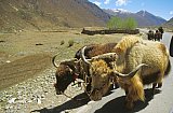 2006 - Yaks auf dem Weg zur Feldarbeit - Zentral-Tibet: Land und Leute