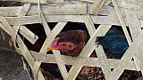 Huhn im Verkaufskorb auf dem Bazar in Mindat - West-Myanmar: Land und Leute