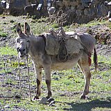 2006 - Esel als Tragtier beim Trekking in Tibet - Tibet Blog