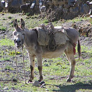 2006 - Esel als Tragtier beim Trekking in Tibet - Tibet Blog