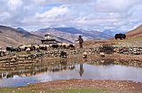 2006 - Schafe und Yaks vom Ngor Village - Zentral-Tibet: Land und Leute
