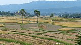 Ebene rund um Bagan - West-Myanmar: Landschaft