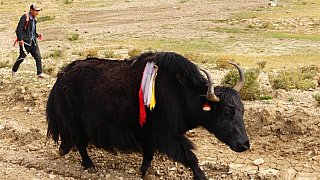 Dzo auf dem Heimweg - Zentral-Tibet: Land und Leute