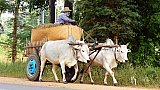 Ochsengespann - Zentral-Myanmar: Land und Leute