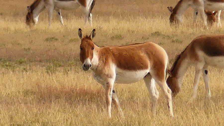 Kiangs, tibetische Wildesel - Zentral-Tibet: Landschaft