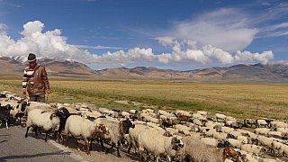 Tibeter mit seiner Ziegenherde - Zentral-Tibet: Land und Leute