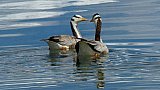 Wildenten auf dem Pagong Tso - Fauna in Indien