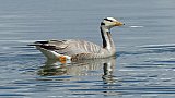 Wildente am Pagong Tso - Fauna in Indien