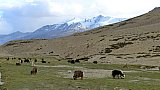 Dzos und Yaks - Ladakh: Landschaft