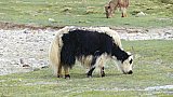 Yak auf dem tibetischen Hochplateau - Fauna in Indien