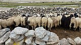 Ziegen zum Melken - Ladakh: Land-und-Leute