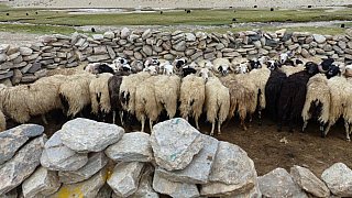 Ziegen zum Melken - Ladakh: Land-und-Leute