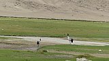 Schwarzhalskraniche in Ladakh - Fauna in Indien